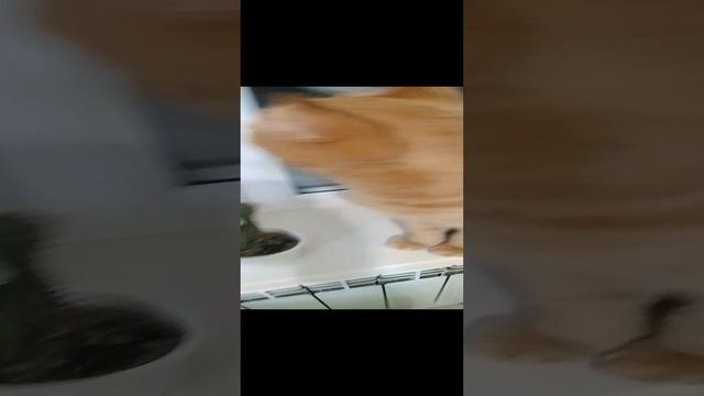 снег а кот смотрит в окно