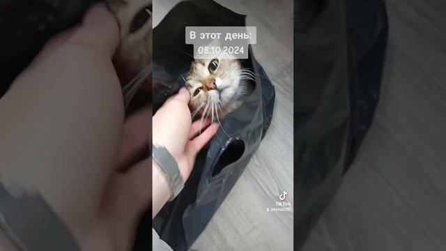 Луна ❤ 😻 любимые_питомцы котики шотландскаявислоухая