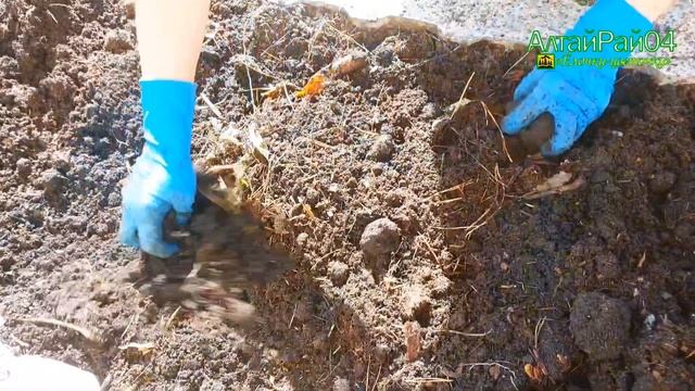 Рассаживаем гортензию, последняя осенняя обработка.