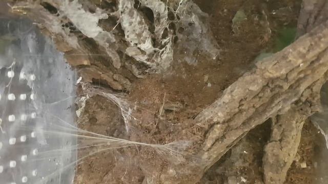 Rehousing of psalmopoeus pulcher and psalmopoeus cambridgei
