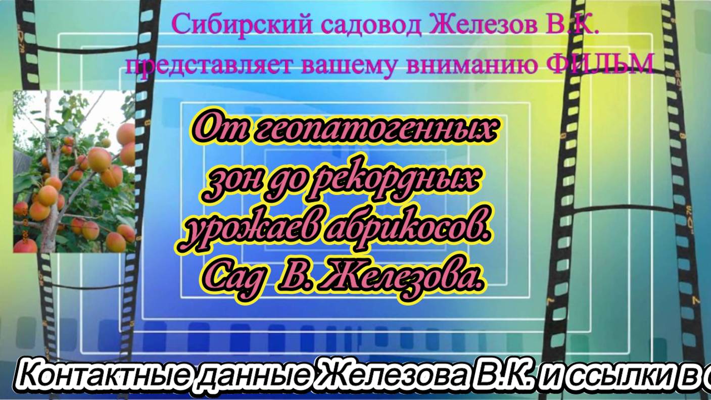 От геопатогенных зон до рекордных урожаев абрикосов. Сад  В. Железова.