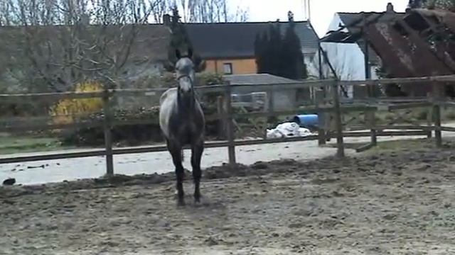 Ruin Dobel's Cento x Concorde, vrijheid draf en galop