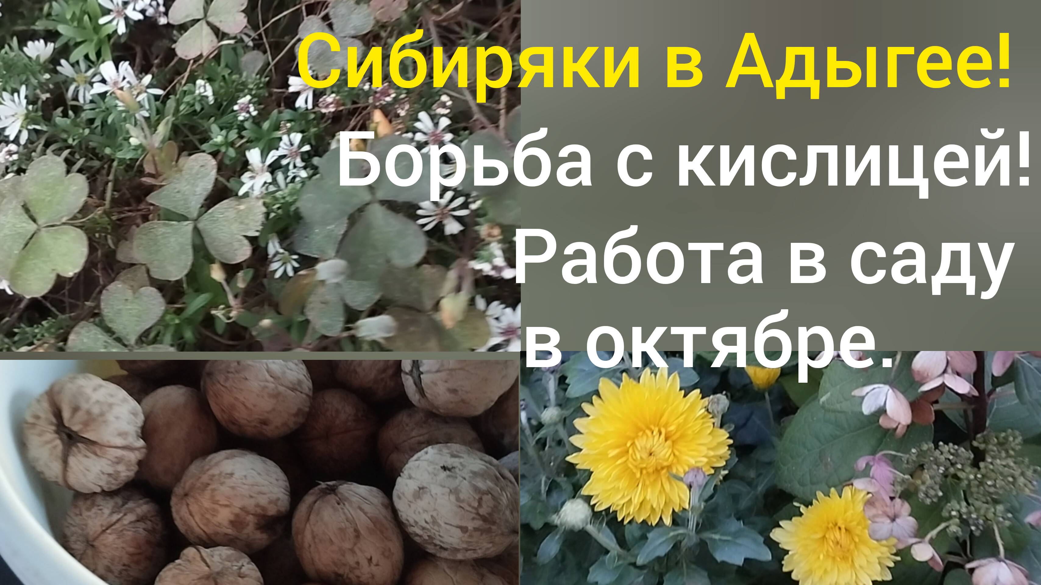 Живем в Адыгее/Наша работа в саду/Борьба с кислицей/Собираем орехи/