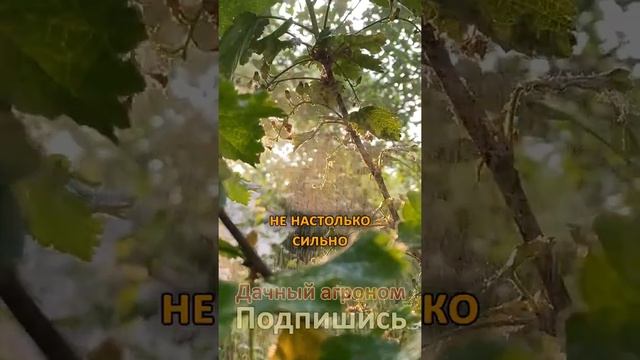 Сад весной ГЛАВНАЯ рекомендация от эксперта