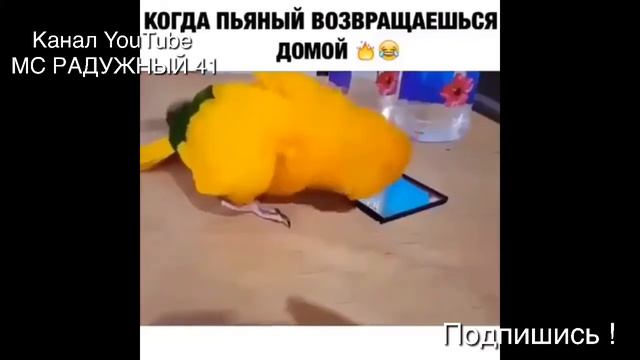 Подборочка приколов от Евгеныча