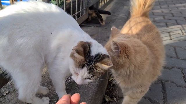 Cute Stray Cat with fluffy fur and beautiful color.