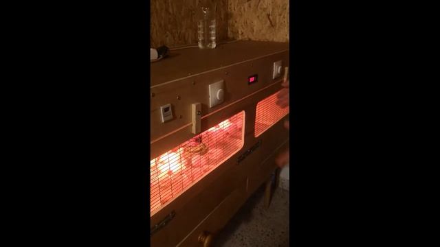 Эксперимент продолжается! Через 21 день инкубации у нас появились  цыплята, а у брудера - новосёлы)