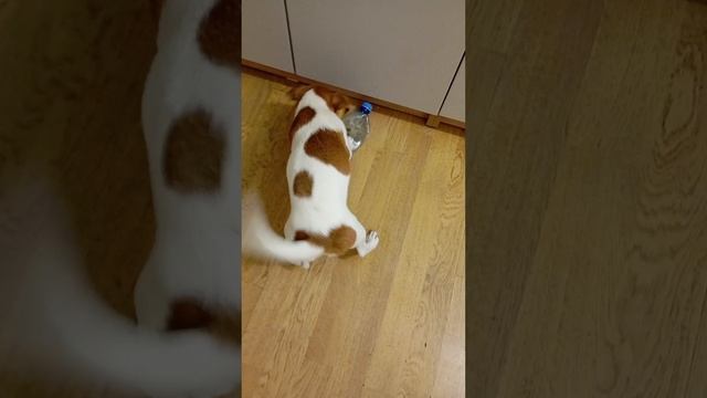 джек-рассел-терьер🐶🐕