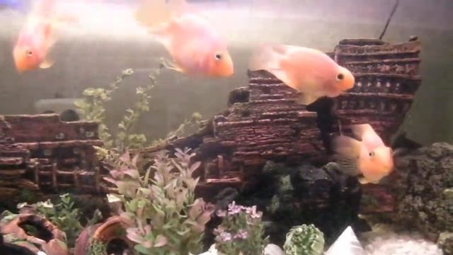 Red Parrot Fish Dancing