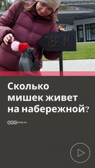 СКОЛЬКО МИШЕК ЖИВЕТ НА НАБЕРЕЖНОЙ?