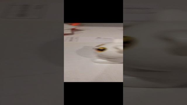 котик и акула