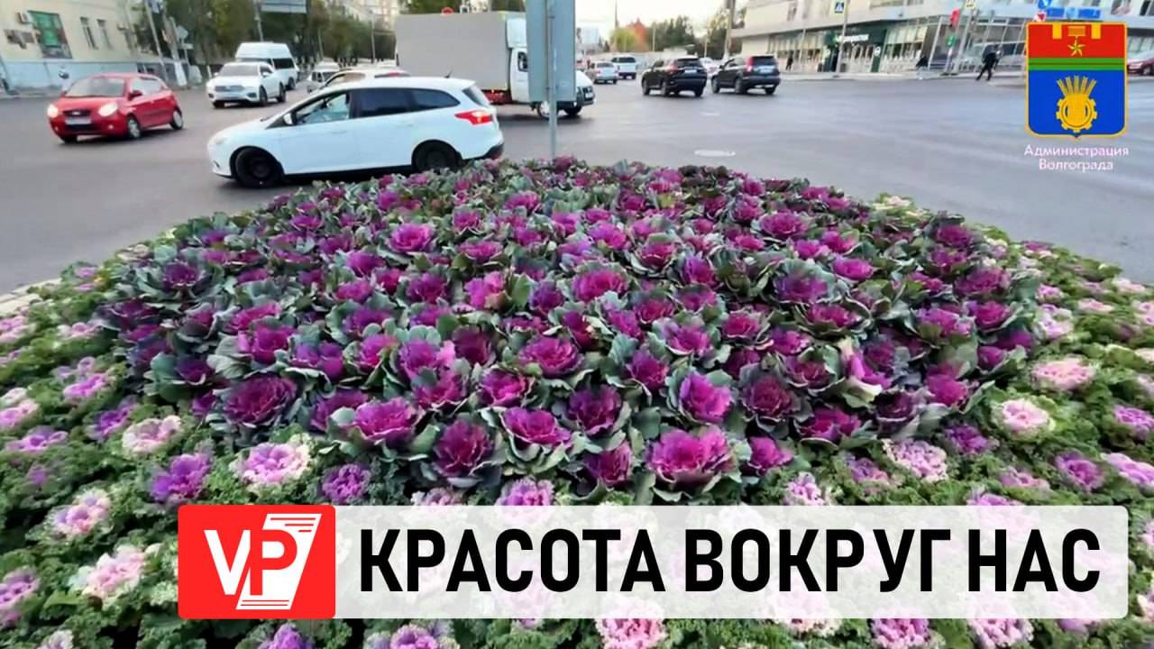 В ЦЕНТРЕ ВОЛГОГРАДА ВЫСАДИЛИ 2500 МОРОЗОУСТОЙЧИВЫХ РАСТЕНИЙ