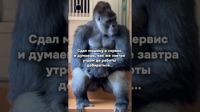 😭Вот бы он никогда не ломался…🙏