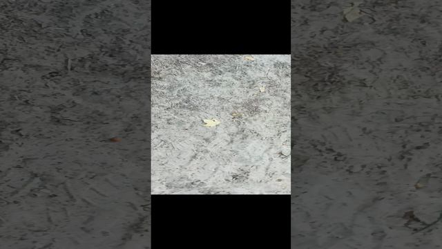 VID_20241011_125719.mp4