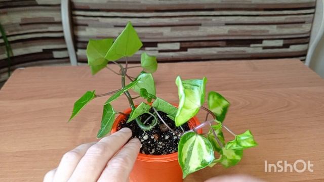 Два в одном — крестовник крупноязычковый.Разделение