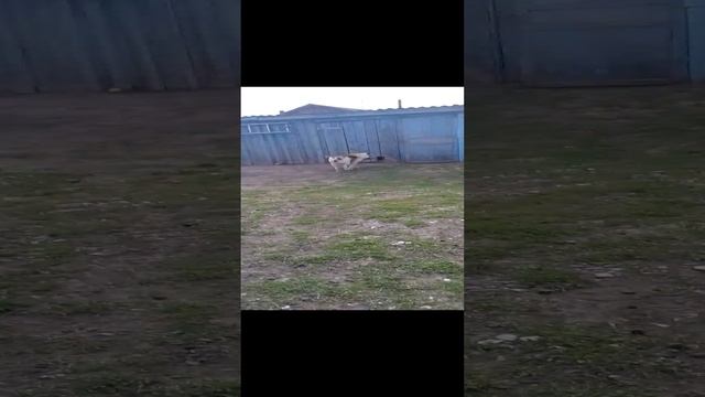 я летом собака хочет играть но очень сильная немец овчарка