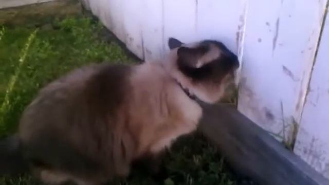 Small video of Twitch in the backyard recorded on my Palm Pre.