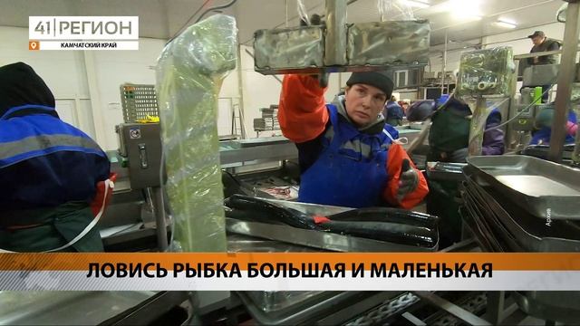 КАМЧАТСКИЕ РЫБАКИ ДОБЫЛИ БОЛЕЕ 130 ТЫСЯЧ ТОНН ТИХООКЕАНСКОГО ЛОСОСЯ • НОВОСТИ КАМЧАТКИ