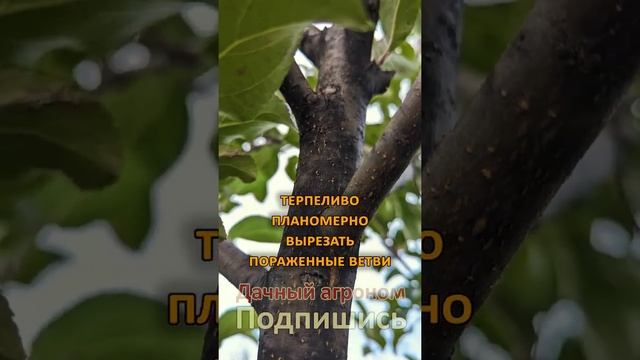 Черный рак яблони ЧТО ДЕЛАТЬ? ПОШАГОВЫЙ план от эксперта