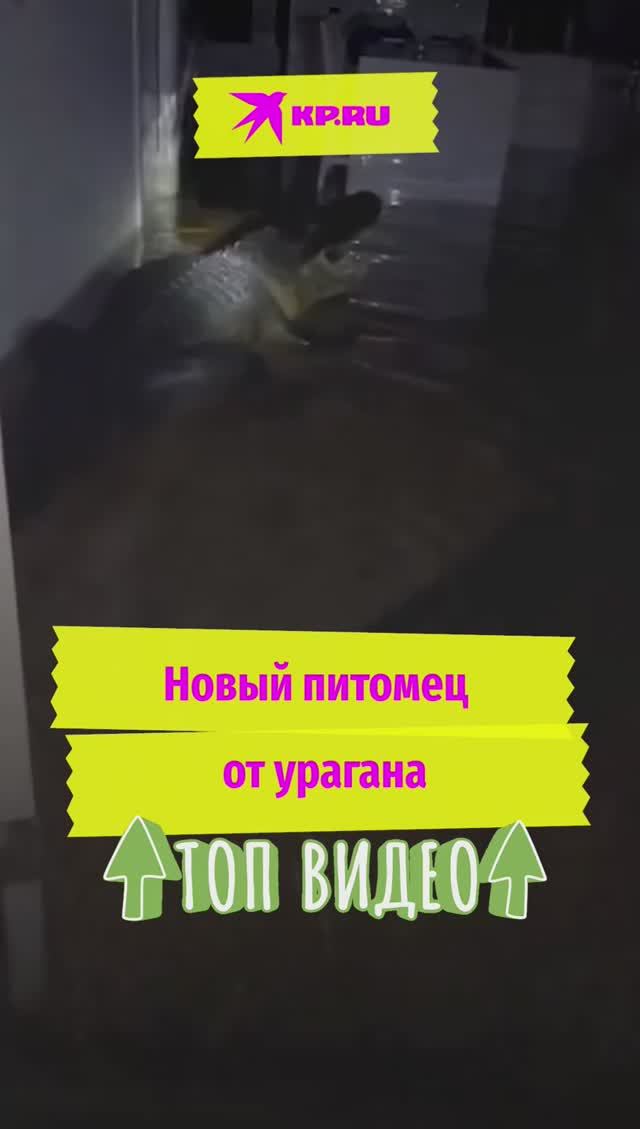 Новый питомец от урагана