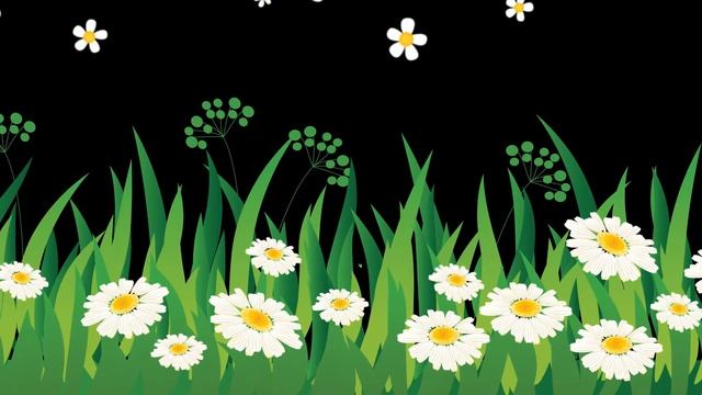 ФУТАЖ mp4 ромашки