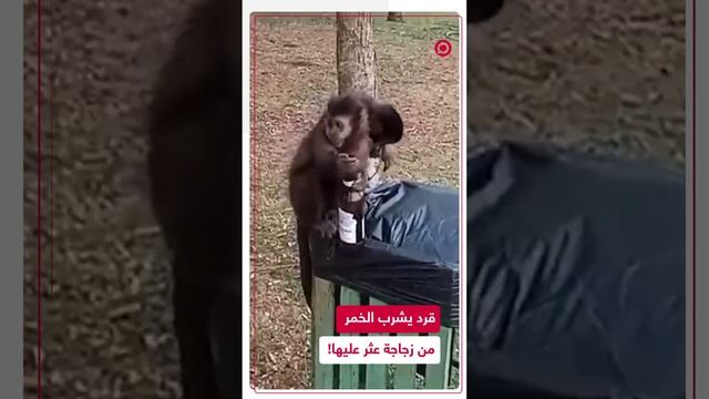 فيديو طريف لقرد عثر على زجاجة كحول