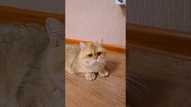 Котик Эклер