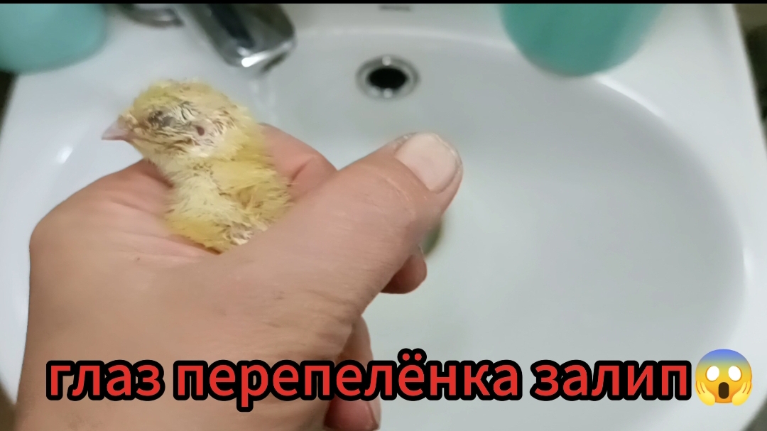 Что делать когда глаз перепелёнка залип...🐥🐤🐣