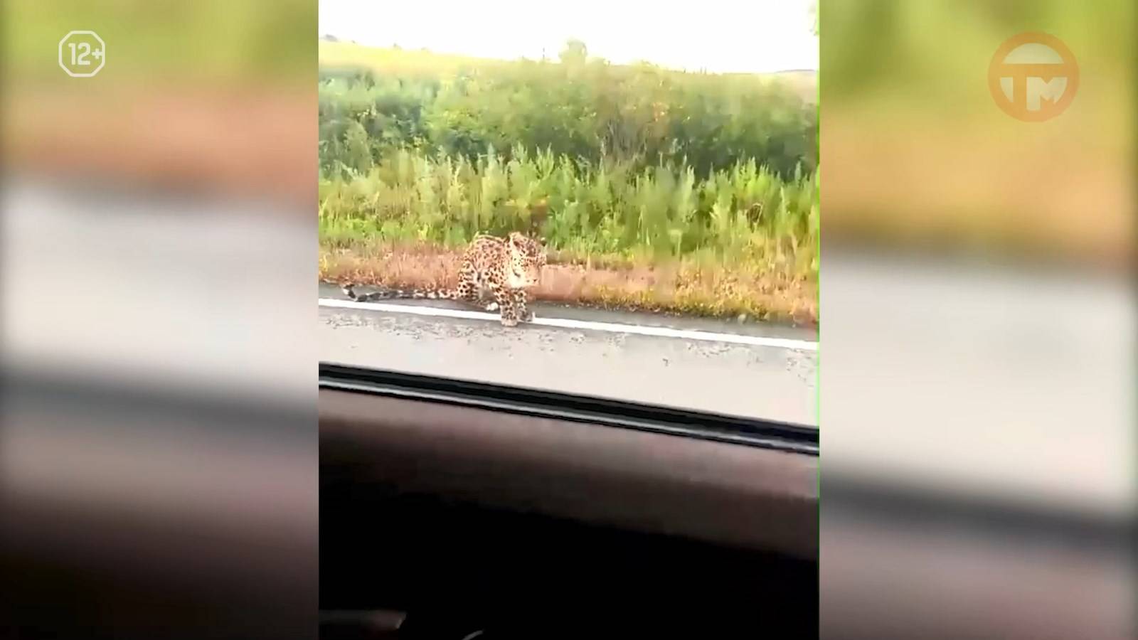 Дальневосточный леопард с явными признаками истощения замечен в окрестностях Уссурийска