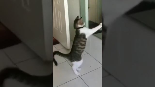 Котик - боксер