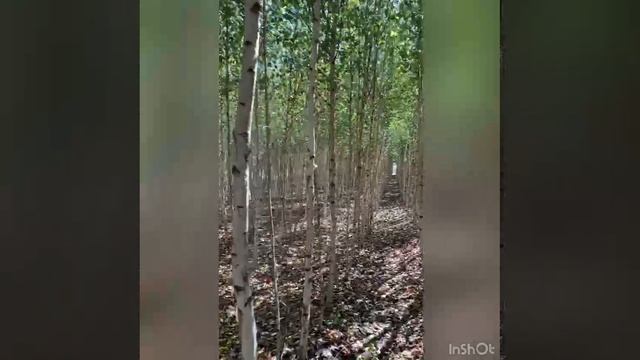 Прогулка по Березовой роще в Динском питомнике декоративных растений FORESTKUBAN.RU