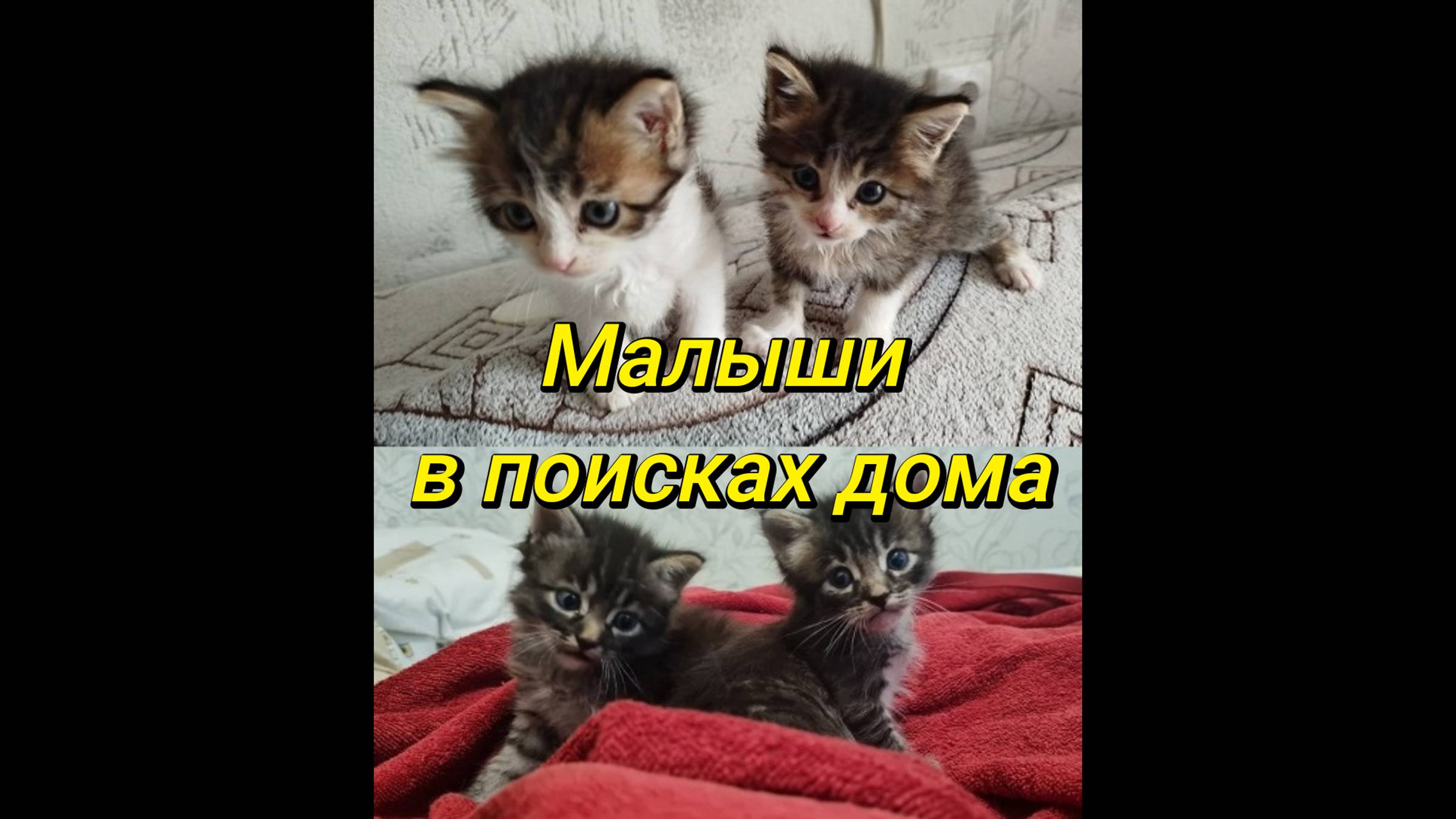 Туапсе: малыши котята в поисках дома.