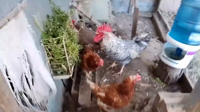 Курочки. обзор