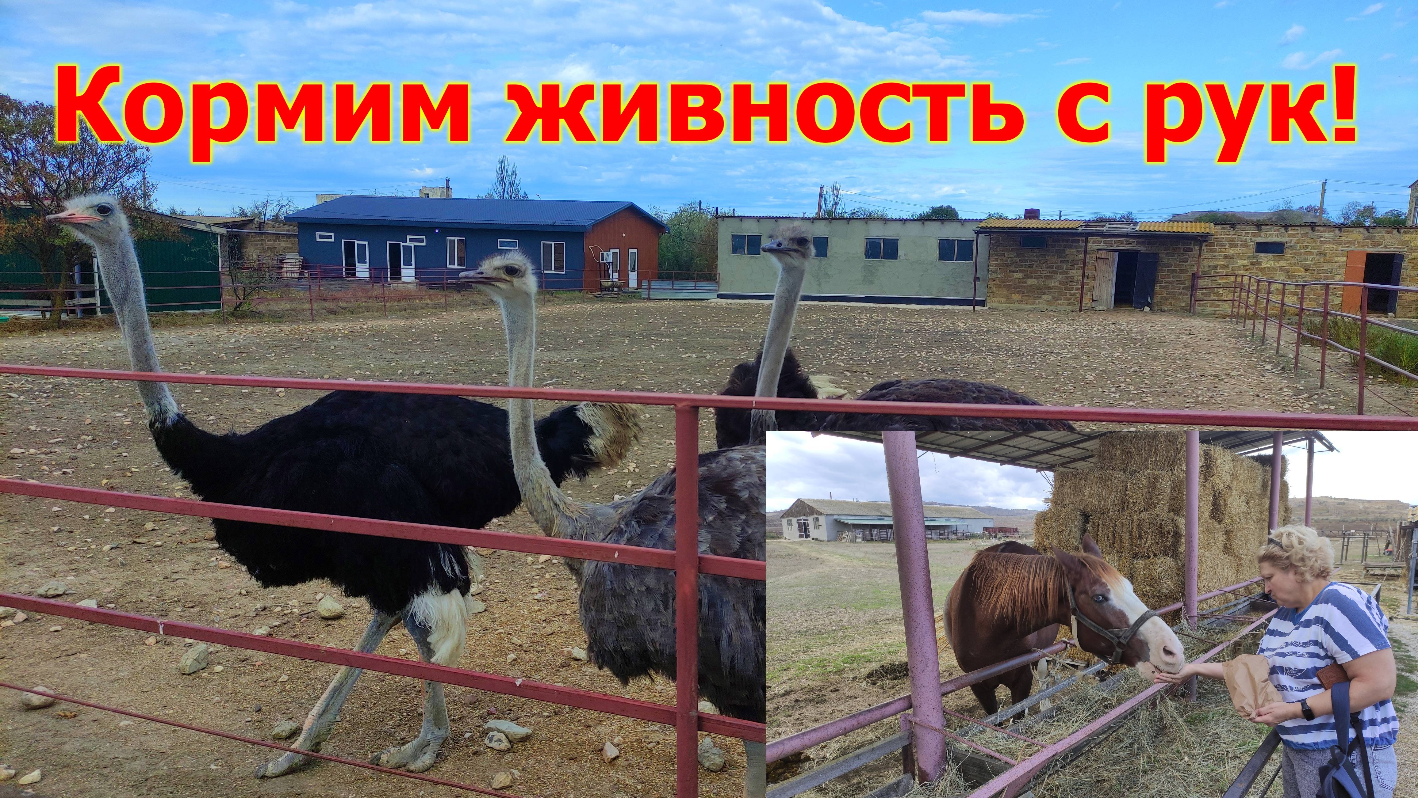 Керчь. Страусиная ферма „Экзотик“: что можно увидеть и чем заняться.