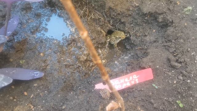 Ужас!!! Лягушки аккупировали саженцы гортензии.