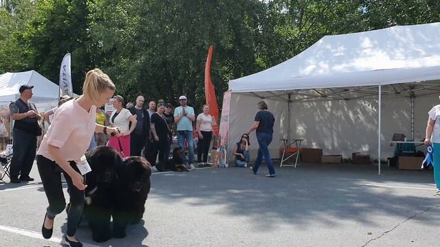 16.06.2024, СПб. Клуб "БЕАР-ЛАЙК-2" (РКФ, РФЛС). Выставка собак всех пород (CAC, ЧРКФ)