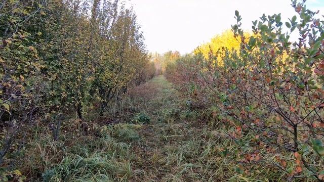 Ответы на вопросы по поводу продажи саженцев