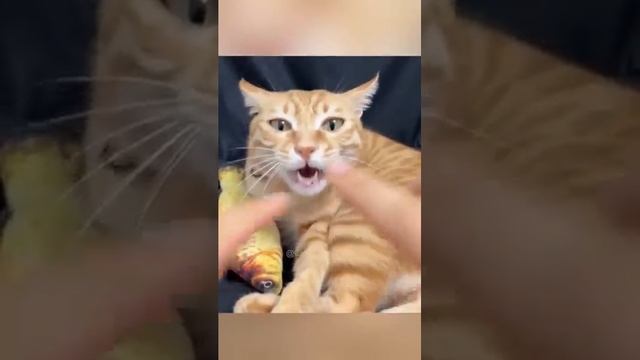 #42 Cute Cat videos 😻😻 #fails #funny #moments #reels