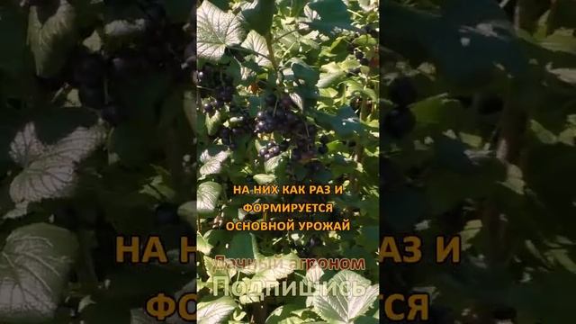 Секрет обрезки смородины КОГДА ПРАВИЛЬНО?