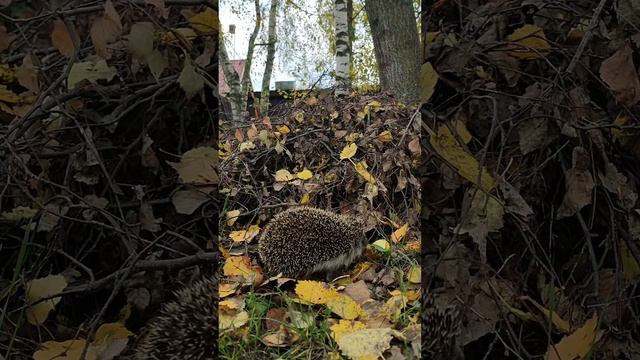 прогулка по даче. ёжик.