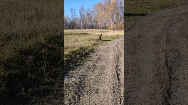 Канадский волк-гибрид. 11 октября 2024.