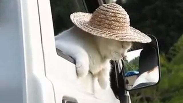Кот в шляпе