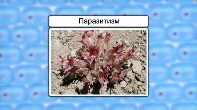 04. Взаимодействие растений в сообществе