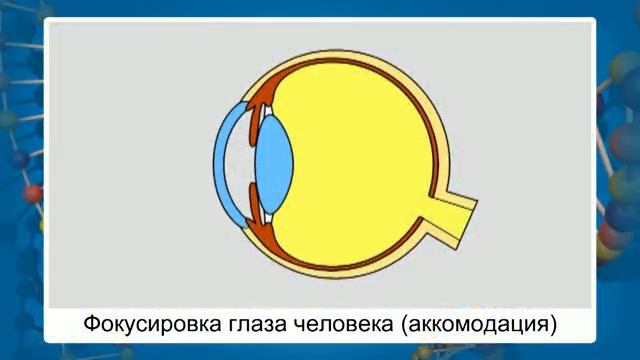 11. Формы живого в природе и их промышленные аналоги