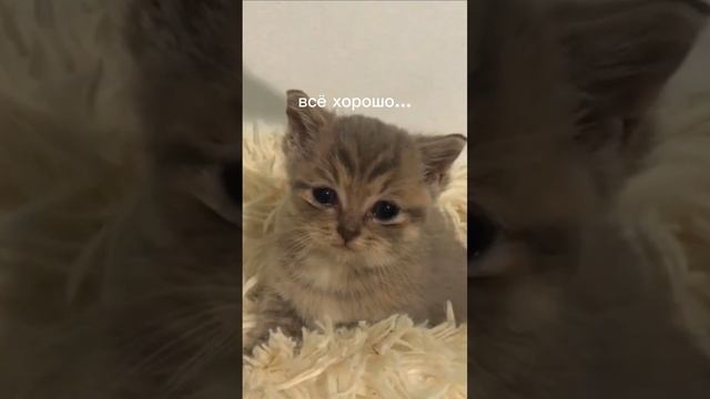 котёнок плачет...