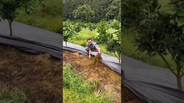 КАК ИЗБАВИТЬСЯ ОТ ДЕРНИНЫ И НАДОЕДЛИВЫХ СОРНЯКОВ