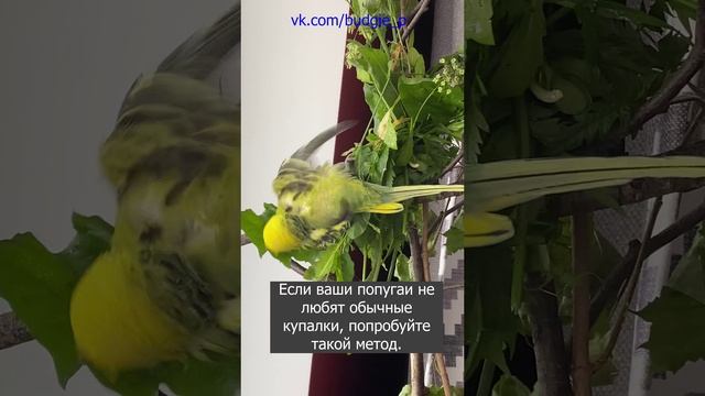 Один из способов искупать волнистого попугая.