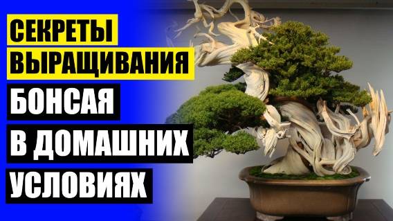 Авито продажа растения 🚫 Какие цветы не нуждаются в солнечном свете домашние