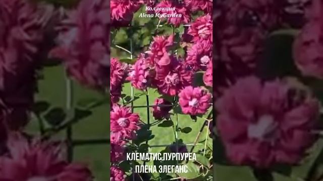 Клематис Пурпуреа Плена Элеганс