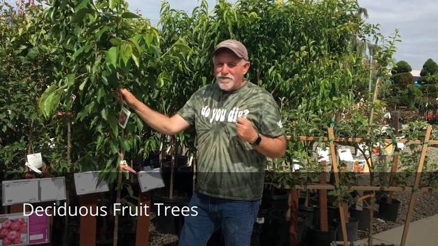 Fruit Tree Planting Ideas: Tasty Cherries and Espalier Apples